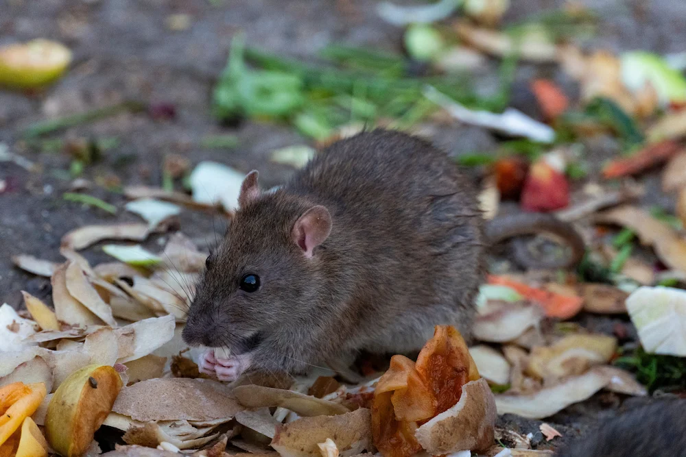 rat surrounded by leaves
