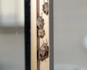 pest-free spring; stink bugs indoors