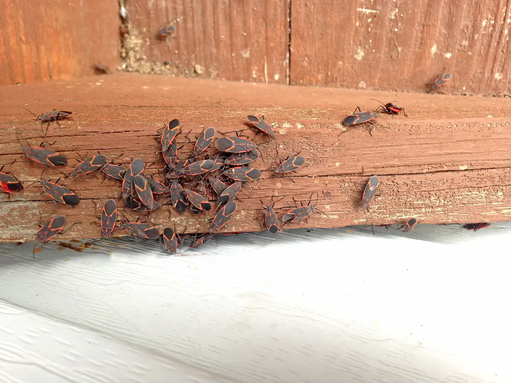 boxelder bugs on wood