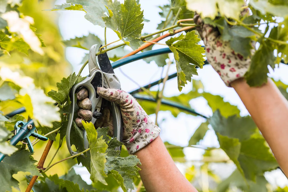 trimming tree branches