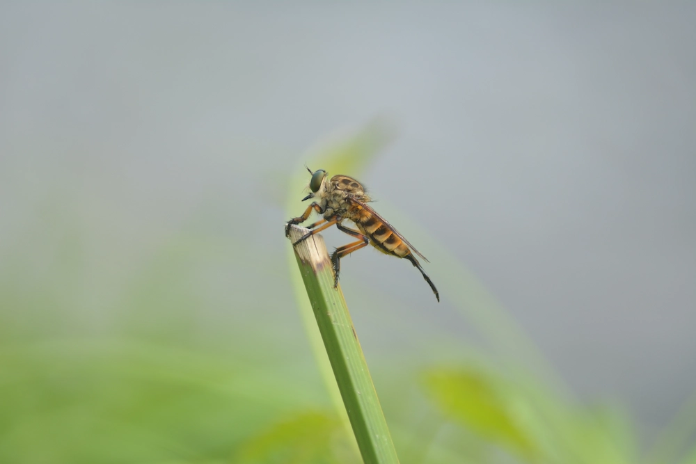 bug on a blade of grass