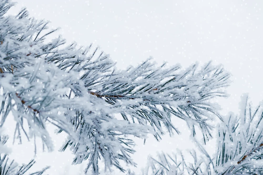 snowy tree branch