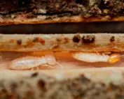 termite myths; termite workers