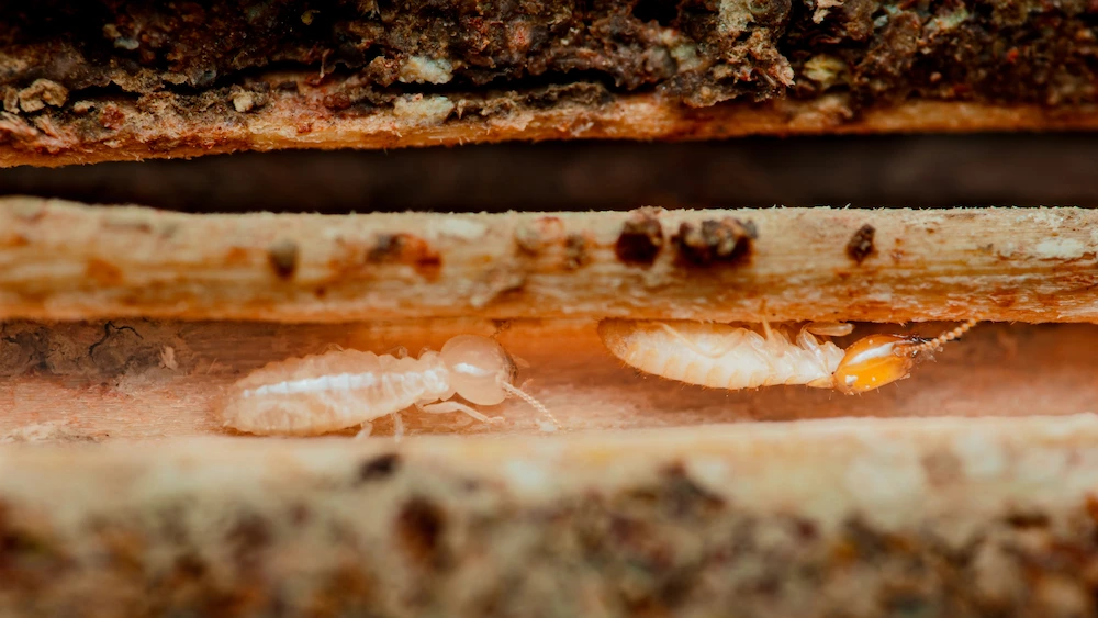 termite myths; termite workers