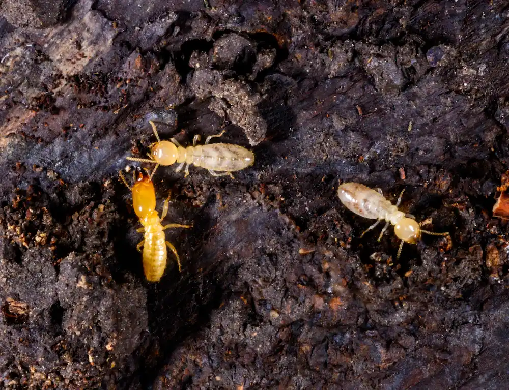 termites in soil