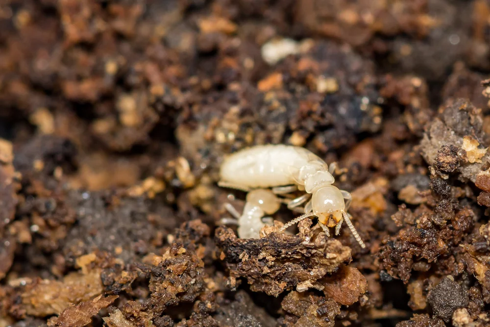 termites in soil