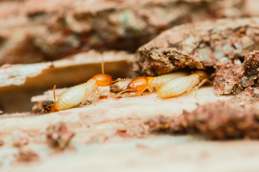 termite workers