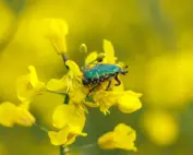 spring pests; beetle on flowers