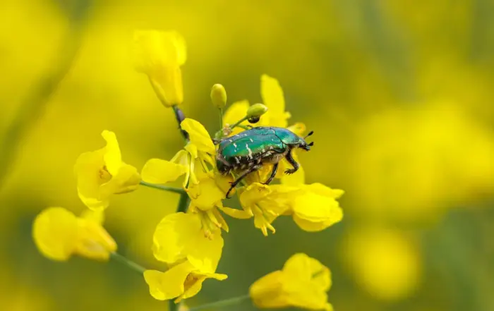 spring pests; beetle on flowers