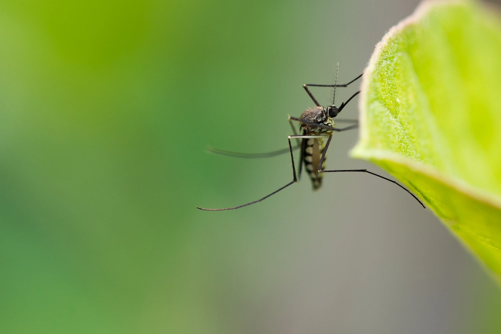 mosquito on leaf