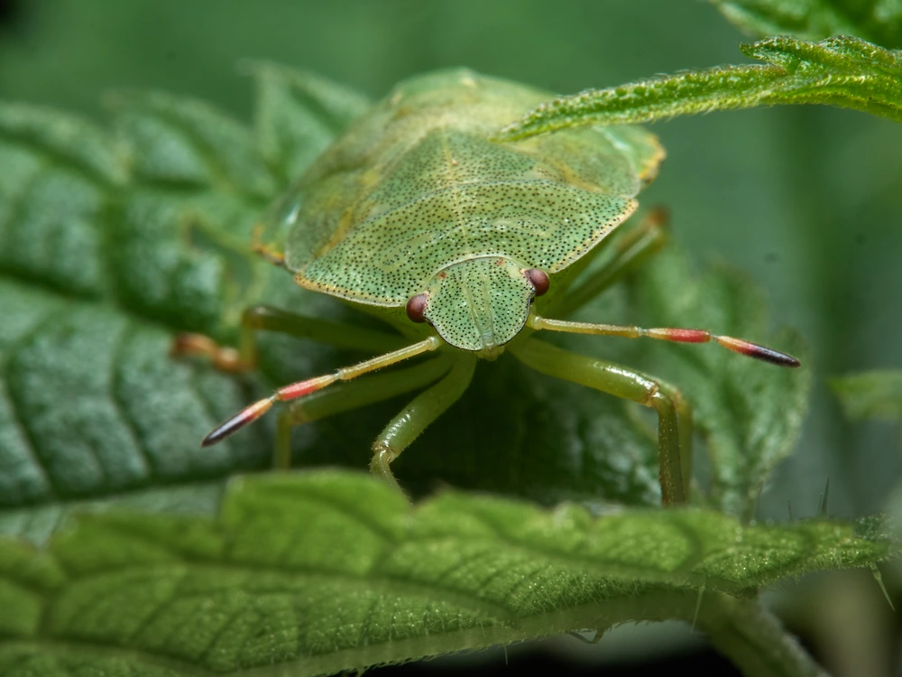 stink bug on leaf