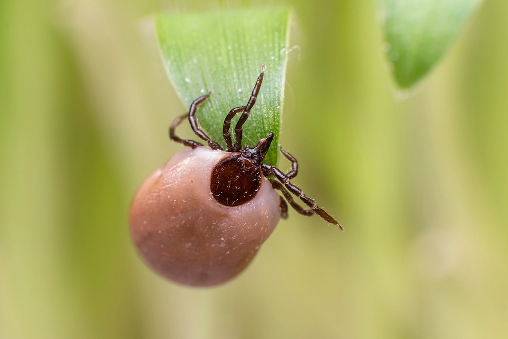 tick on plant