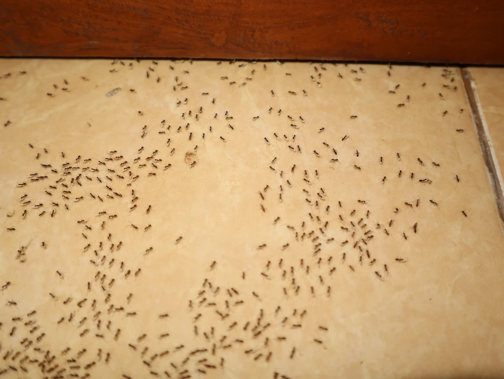 ants on tile