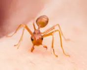 which ants bite humans? An ant preparing to bite a person