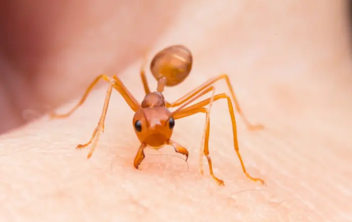 which ants bite humans? An ant preparing to bite a person