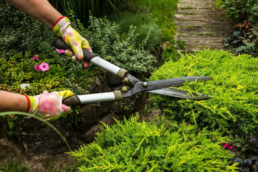 trimming plants