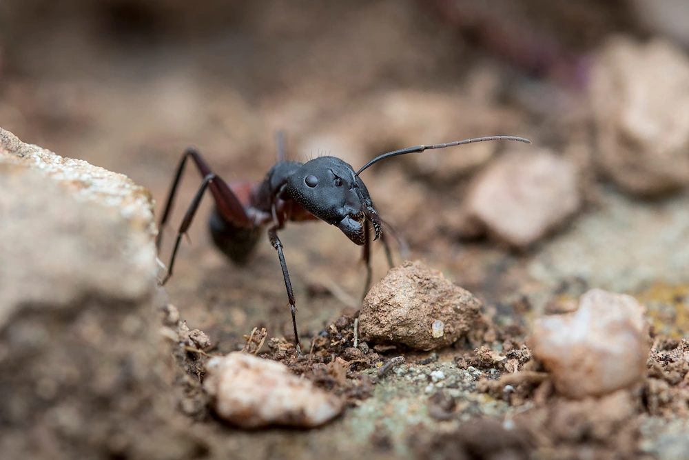 carpenter ant on rocks