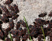 pil1 cover Pointe Pest Control | Pest Control Services in Chicago