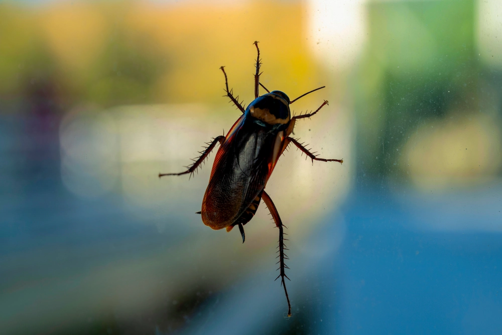 roach indoors