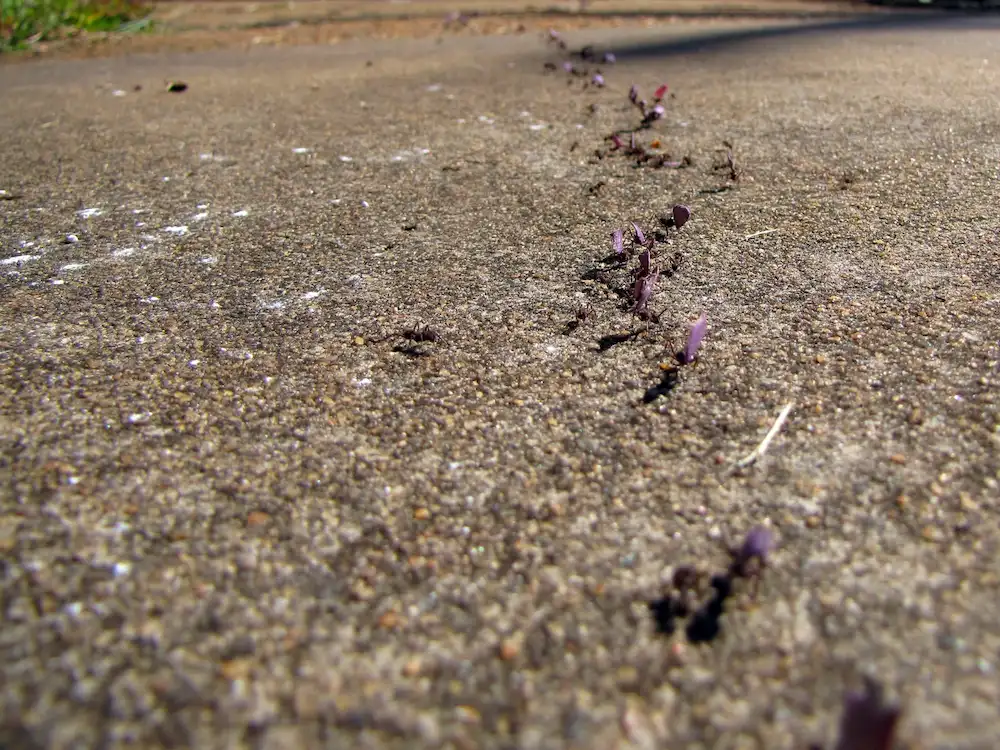 ants on pavement