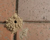 pavement ants infestation