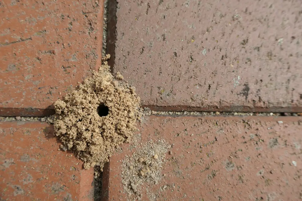 pavement ants infestation