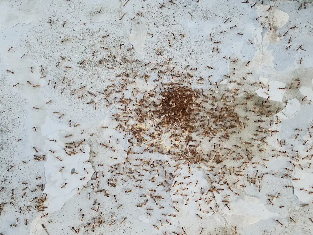 ant infestation