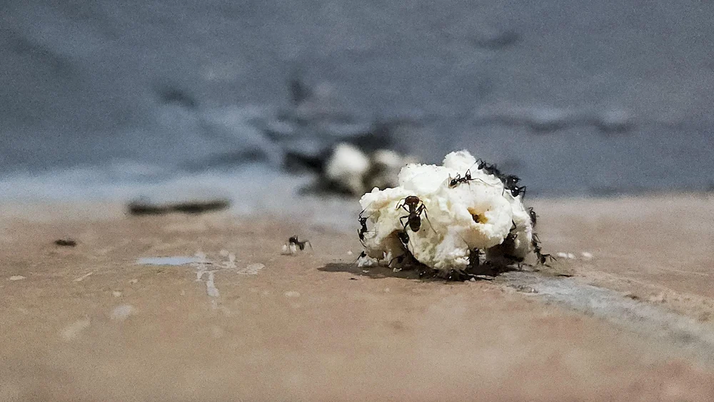 ants on food
