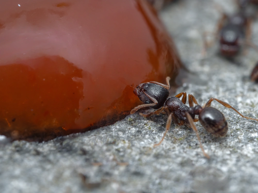 ant eating