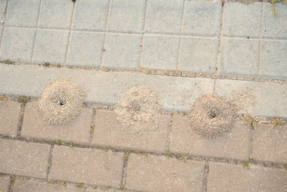 pavement ant nests