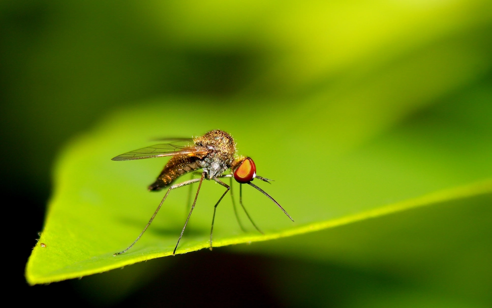 mosquito on leaf