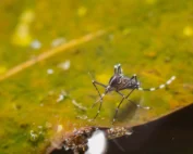 mosquito season preparation
