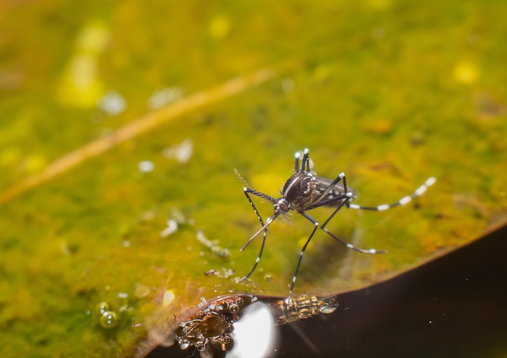 mosquito season preparation