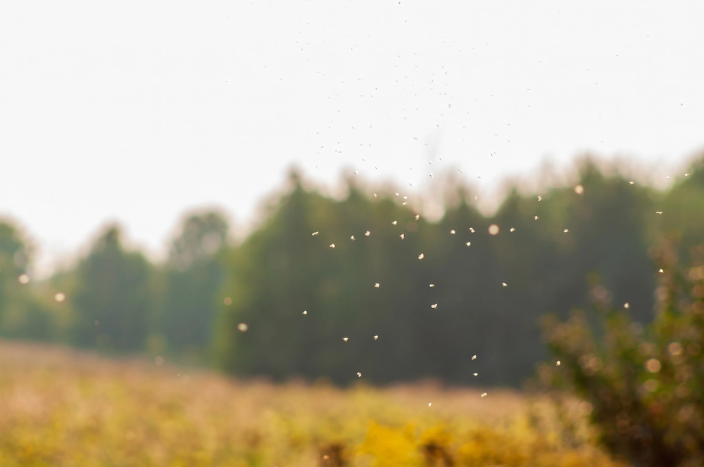 mosquitoes in day
