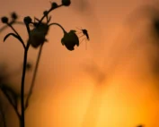 what time of day are mosquitoes most active?