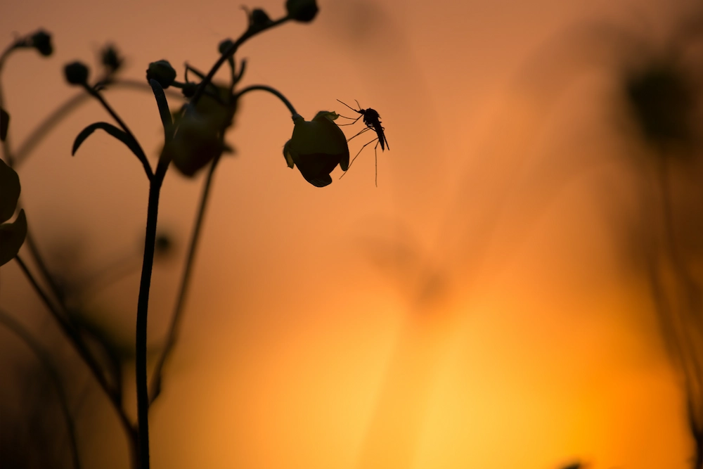 what time of day are mosquitoes most active?