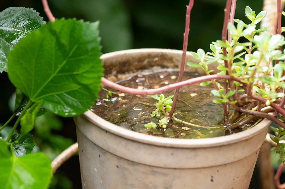 water on plant