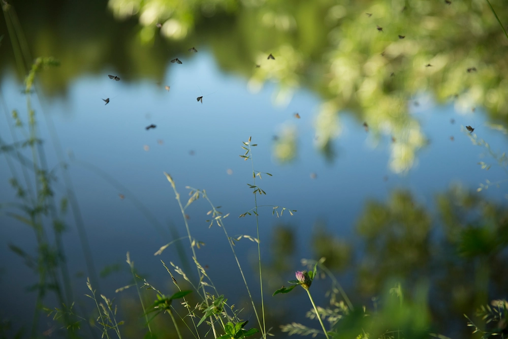 mosquitoes around water
