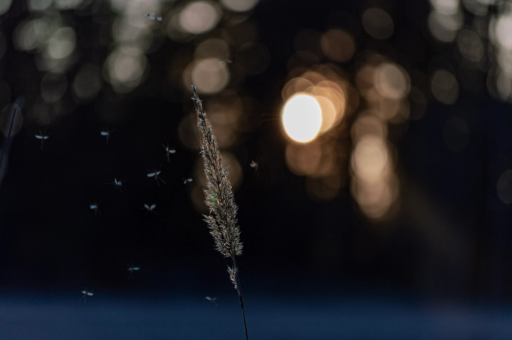 mosquitoes at dawn