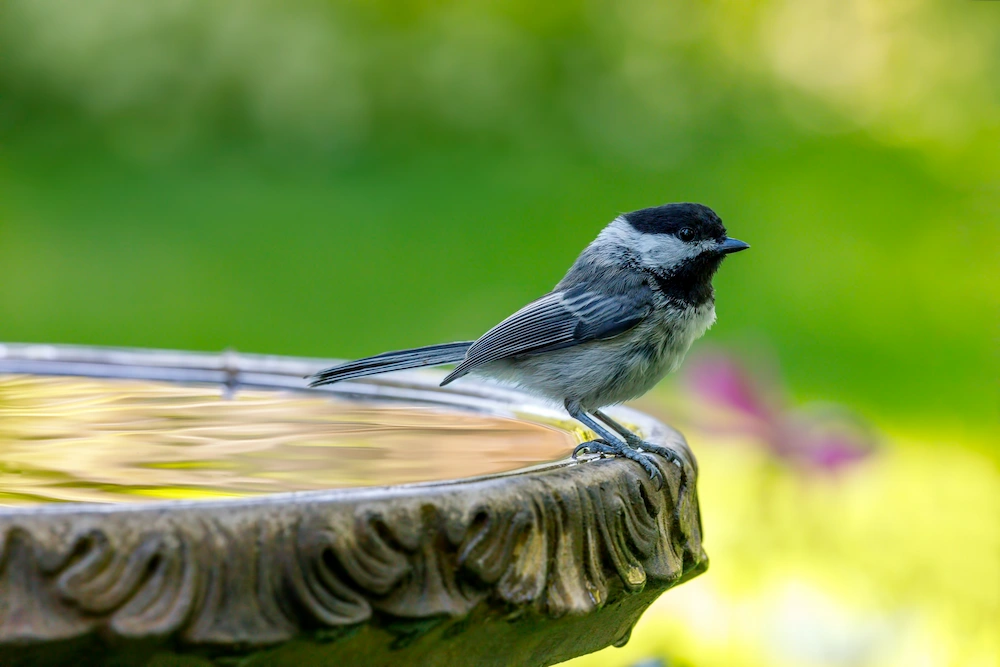 chickadee on birdbath