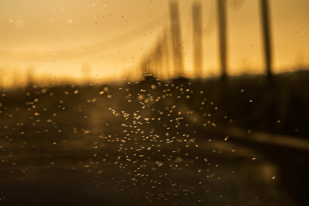 mosquitoes at dusk