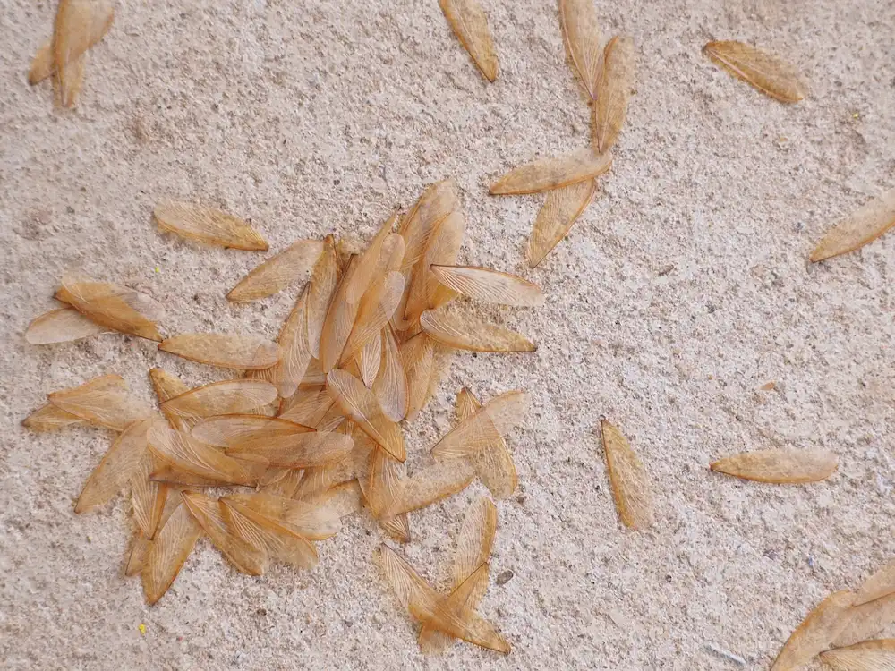 termite swarmer wings