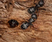 termites vs carpenter ants; carpenter ants in wood