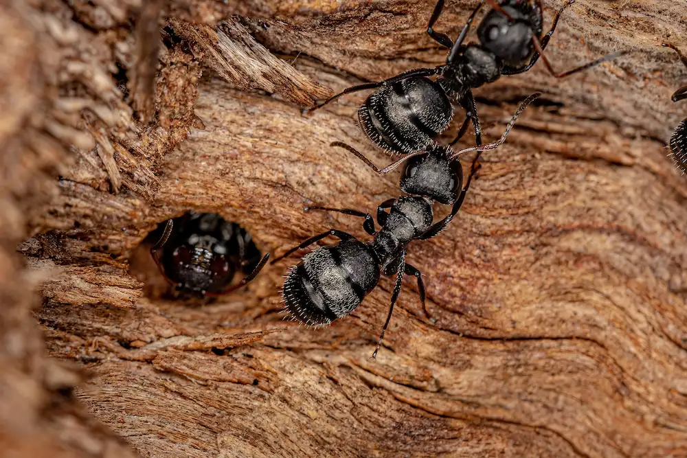 termites vs carpenter ants; carpenter ants in wood