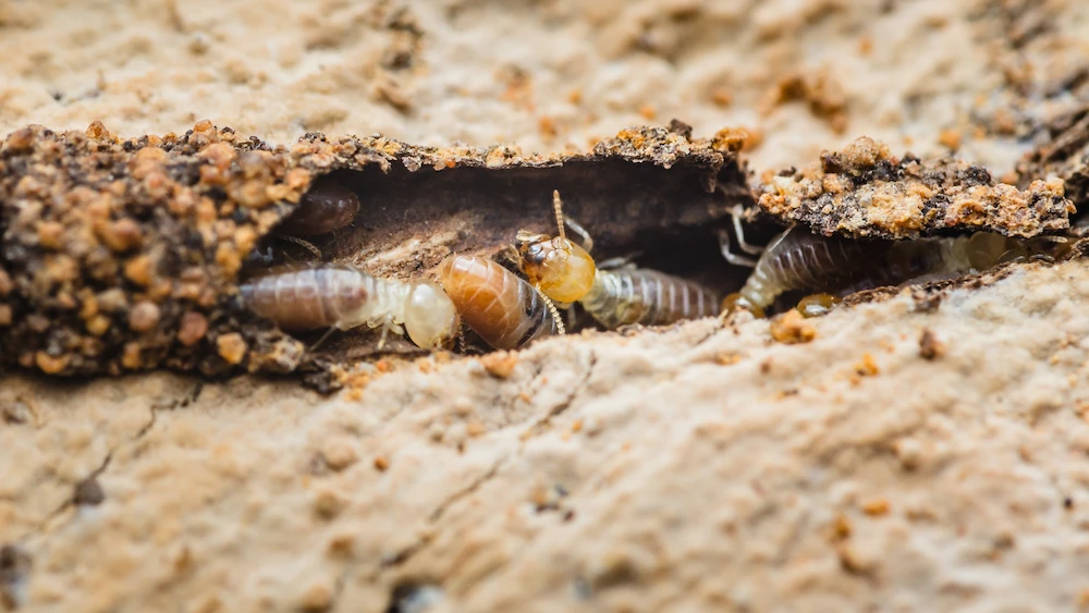 termites