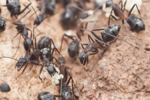 Carpenter ants
