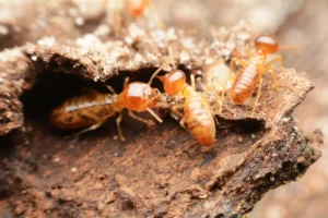 termites