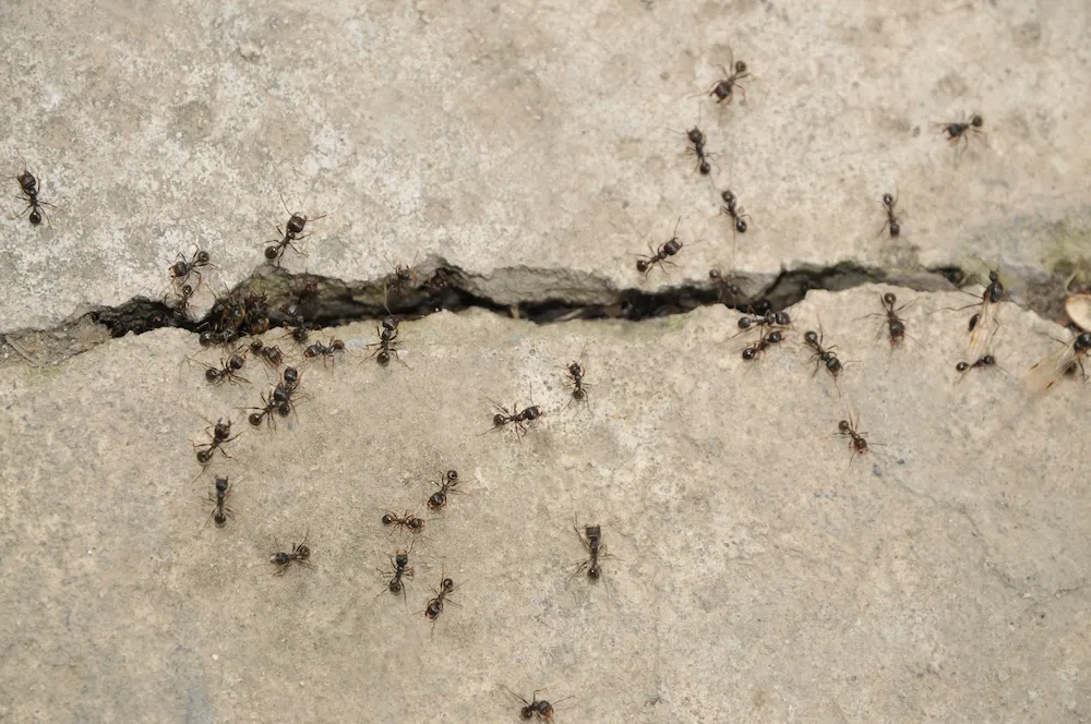 ants