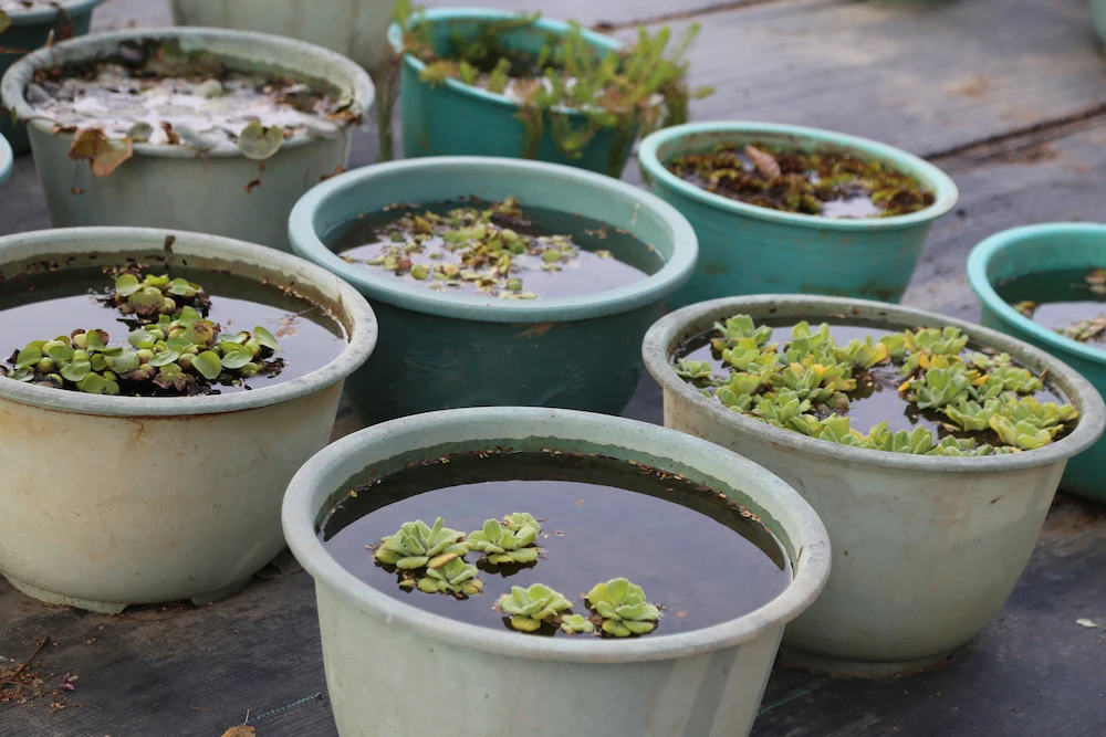 overwatered plants in pots