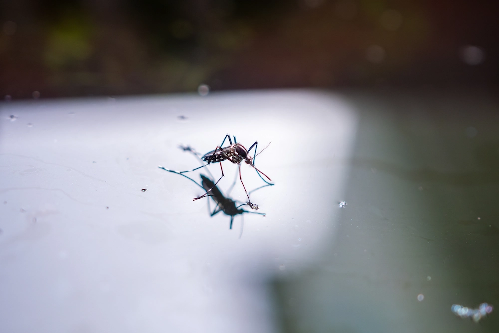 mosquito